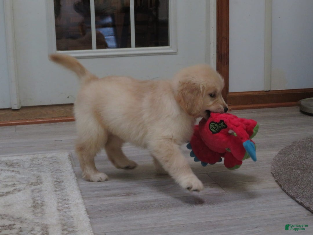Golden Retriever dogs for sale: Erin - Image 4