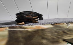 Miniature Dachshund dogs for sale: Romeo - Image 3