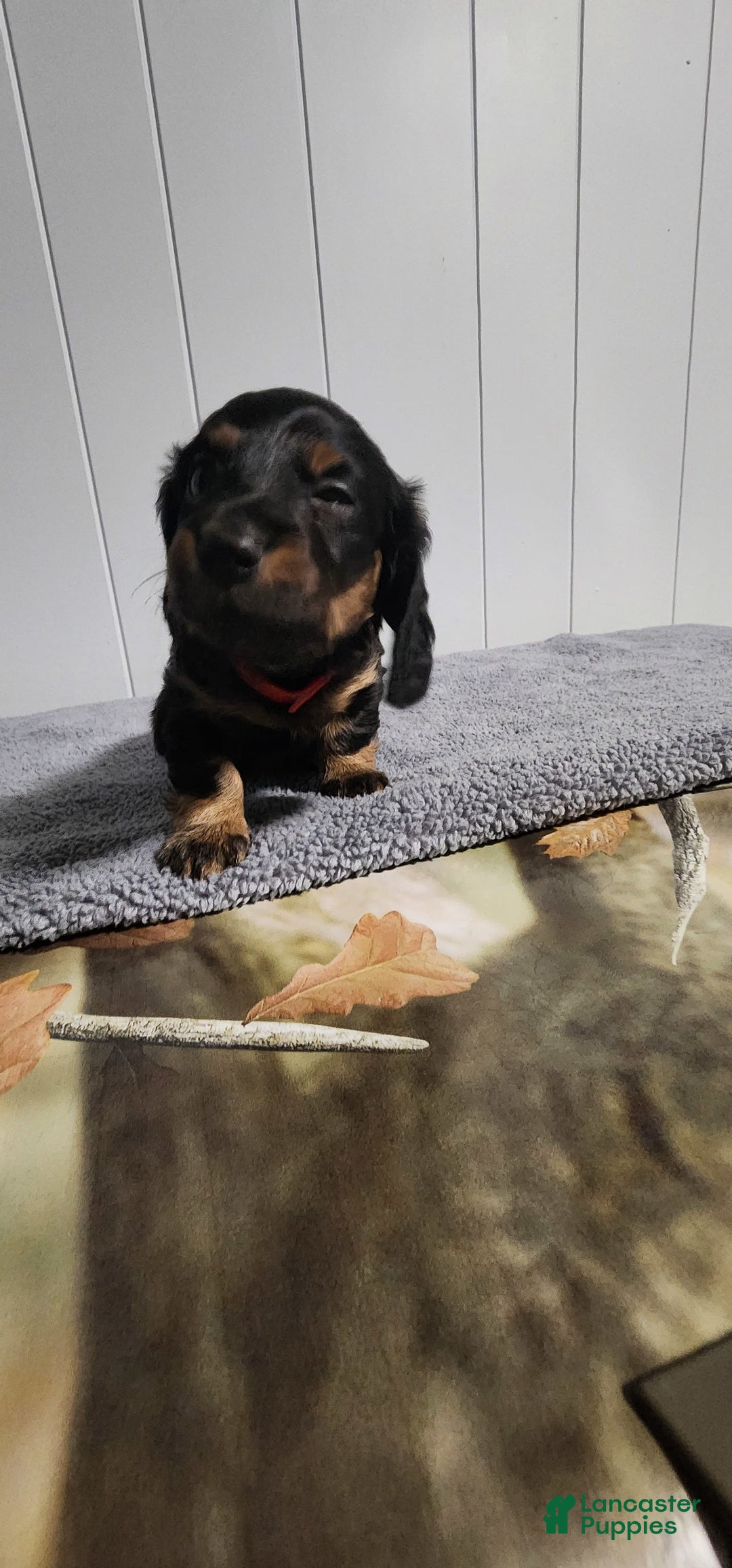 Miniature Dachshund dogs for sale: Romeo - Image 3