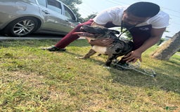 American Bully dogs for stud: Ace - Image 2