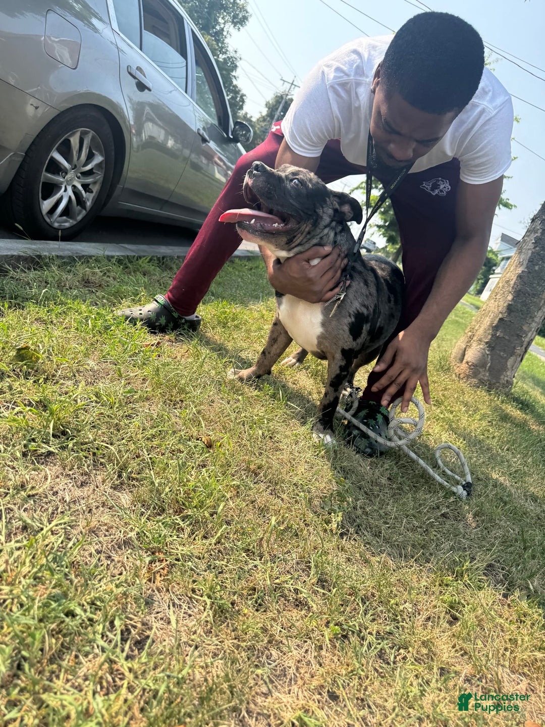 American Bully dogs for stud: Ace - Image 2