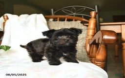 Havanese dogs for sale: Popcorn - Image 5