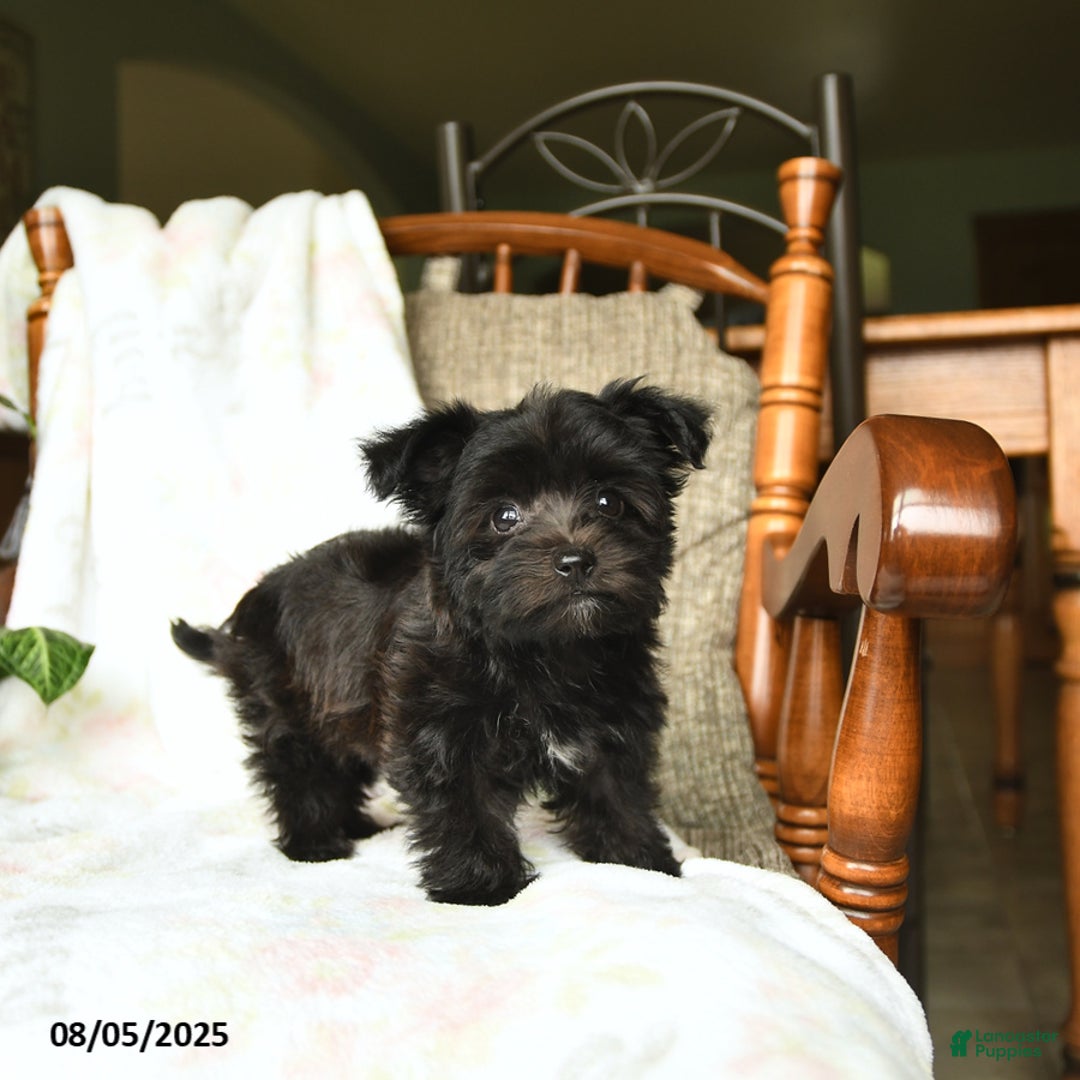 Havanese dogs for sale: Popcorn - Image 5
