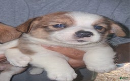 Welsh Corgi Pembroke dogs for sale: Female 2 - Image 1