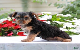Yorkshire Terrier dogs for sale: Benny - Image 1