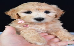 Maltipoo dogs for sale: Beauty - Image 5