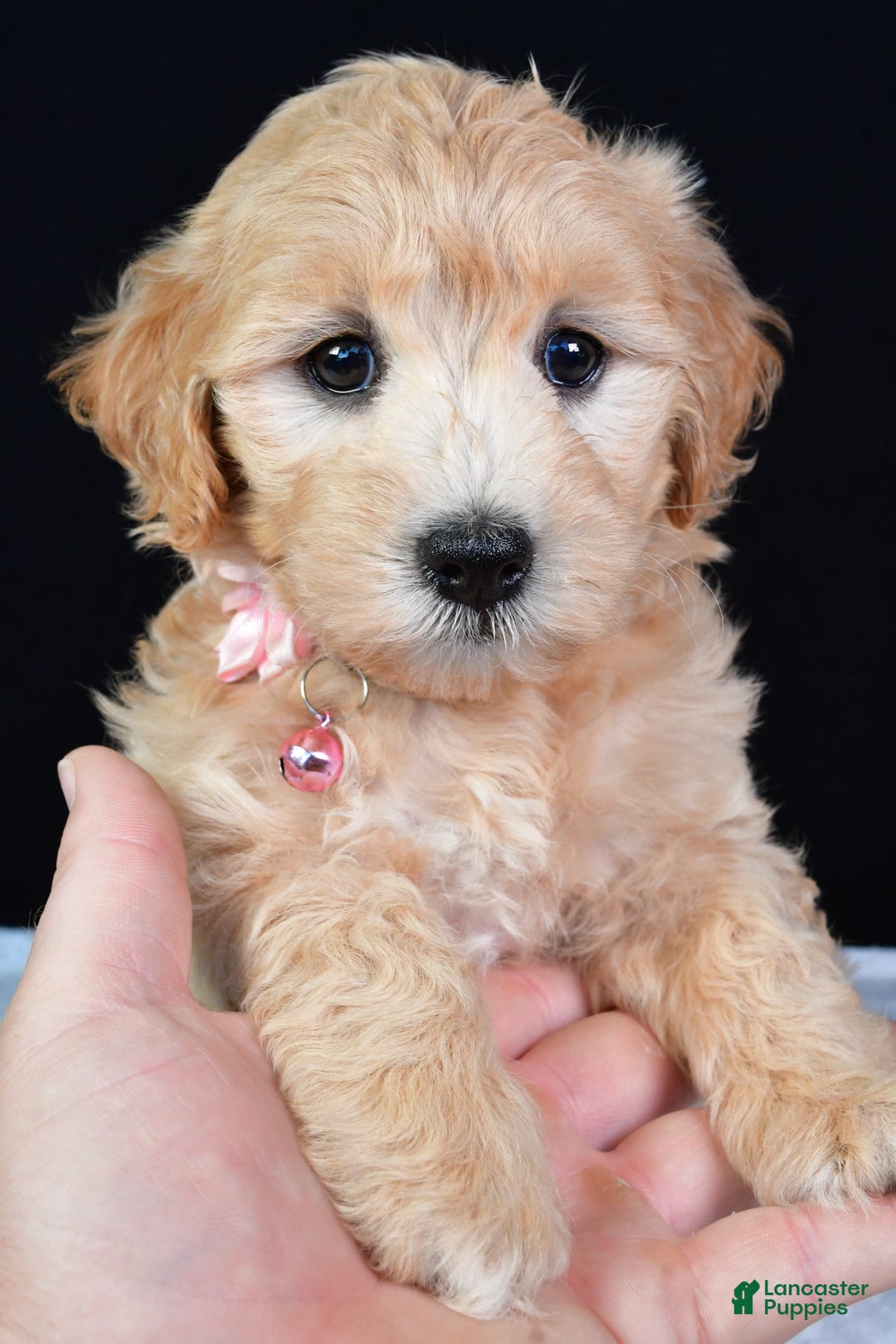 Maltipoo dogs for sale: Beauty - Image 5