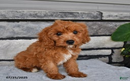 Cavapoo dogs for sale: Connor - Image 4