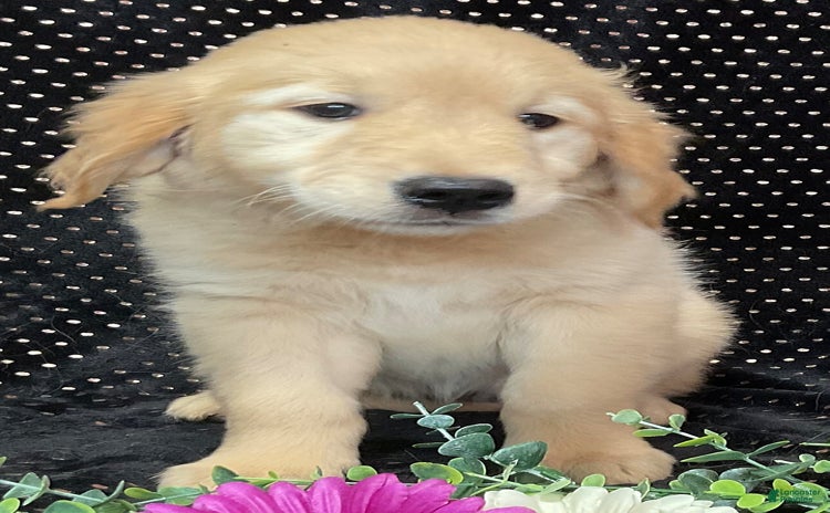Golden Retriever dogs - Advert 12