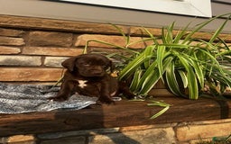 German Shorthaired Pointer dogs for sale: Jody - Image 1