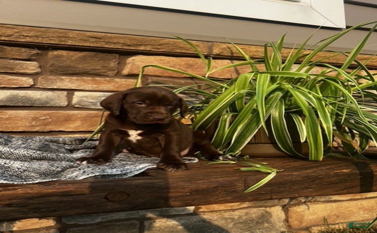 German Shorthaired Pointer dogs for sale - Ad 2
