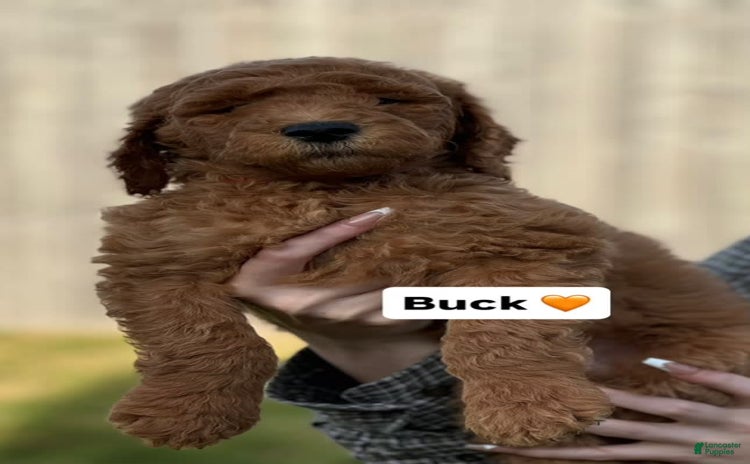 Goldendoodle dogs for sale - Ad 5
