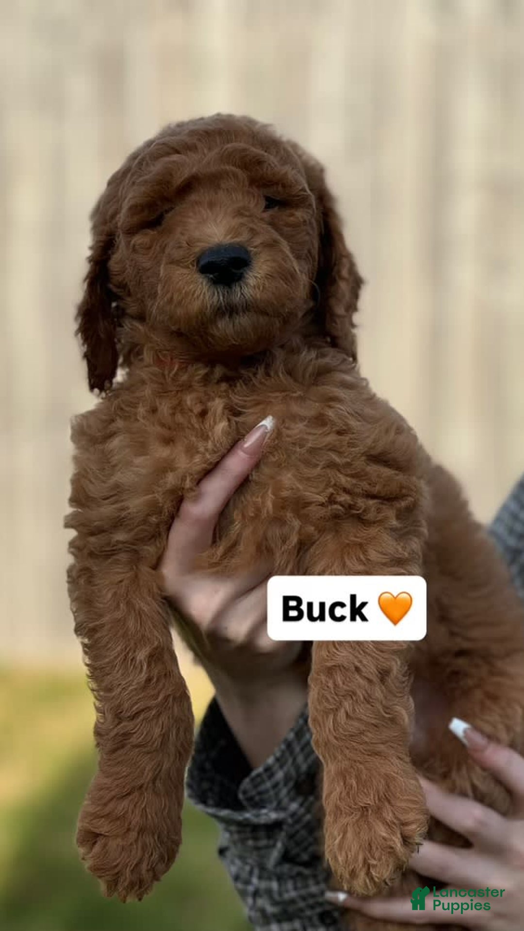 Goldendoodle dogs for sale: Buck - Image 1