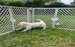 Goldendoodle dogs for sale: Monica - Image 1