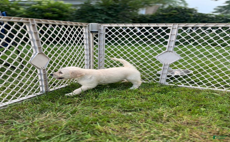 Goldendoodle dogs for sale - Ad 2