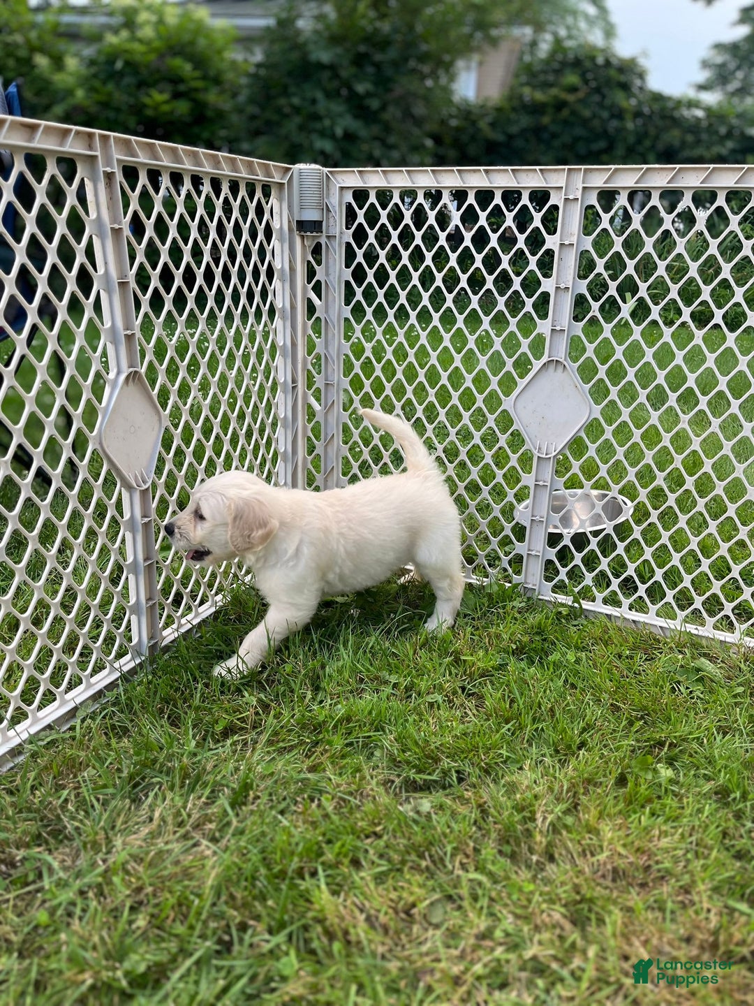 Goldendoodle dogs for sale: Monica - Image 1