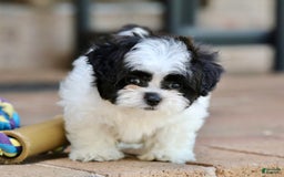 Shihpoo dogs for sale: Bingo - Image 8