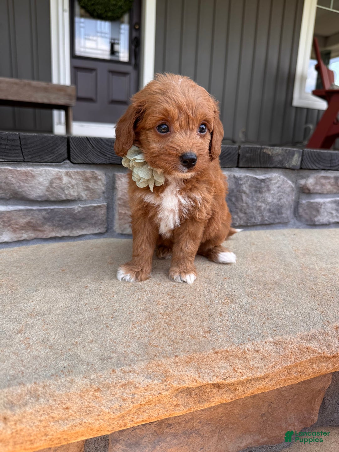 Mini Goldendoodle dogs for sale: Zara - Image 3