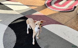 Italian Greyhound dogs for sale: Heather - Image 5
