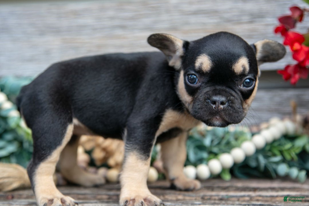 French Bulldog dogs for sale: Lucy - Image 4