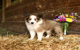 Shetland Sheepdog dogs for sale: Champ - Image 3