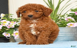 Miniature Poodle dogs for sale: Ranger - Image 1