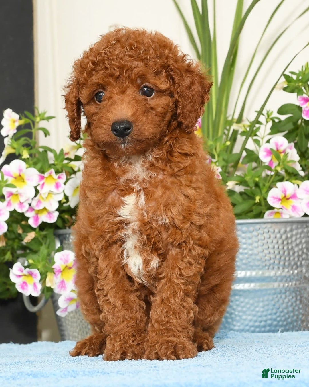 Miniature Poodle dogs for sale: Ranger - Image 1