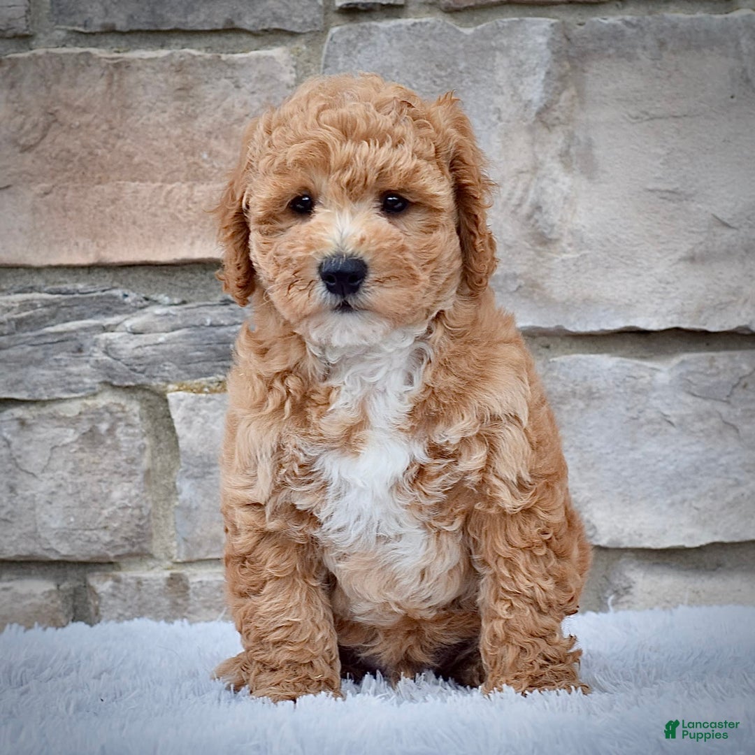 Mini Goldendoodle dogs for sale: Petite Mr. Alex - Image 2