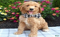 Standard Poodle dogs for sale: Duke - Image 7