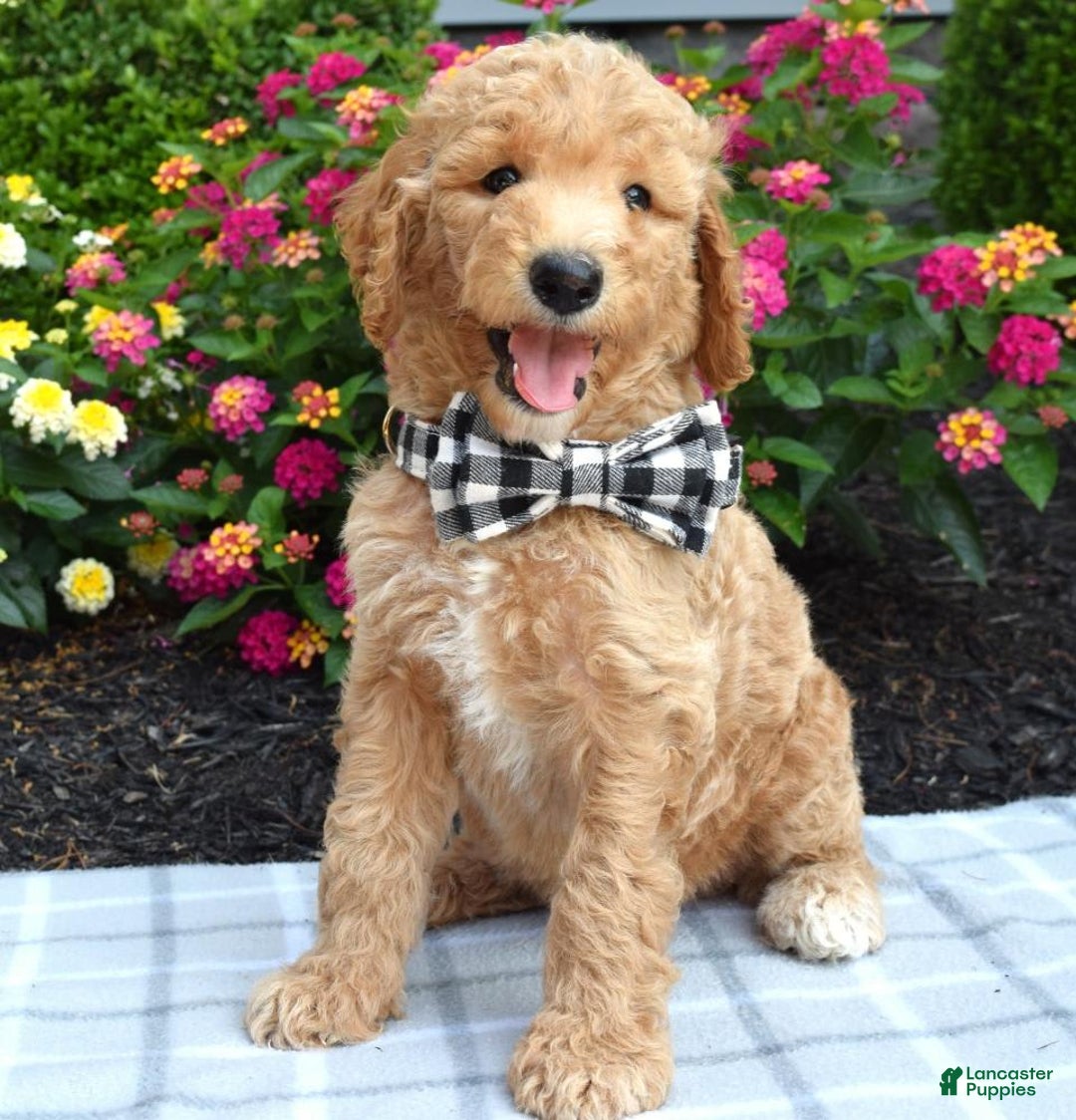 Standard Poodle dogs for sale: Duke - Image 7