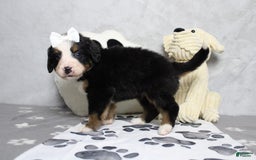 Bernese Mountain Dog dogs for sale: Pebbles - Image 15