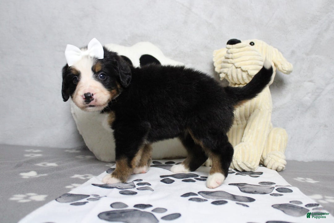 Bernese Mountain Dog dogs for sale: Pebbles - Image 15