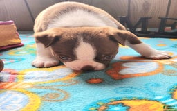 Boston Terrier dogs for sale: Simon - Image 2