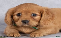 Miniature Golden Retriever dogs for sale: Ashton - Image 4