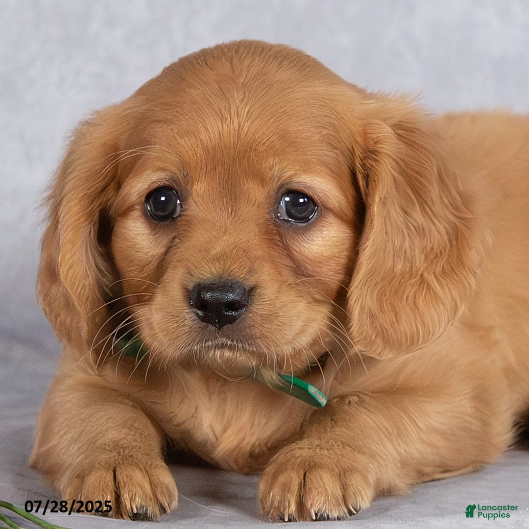 Miniature Golden Retriever dogs for sale: Ashton - Image 4