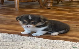 Welsh Corgi Pembroke dogs for sale: Mitzy - Image 7