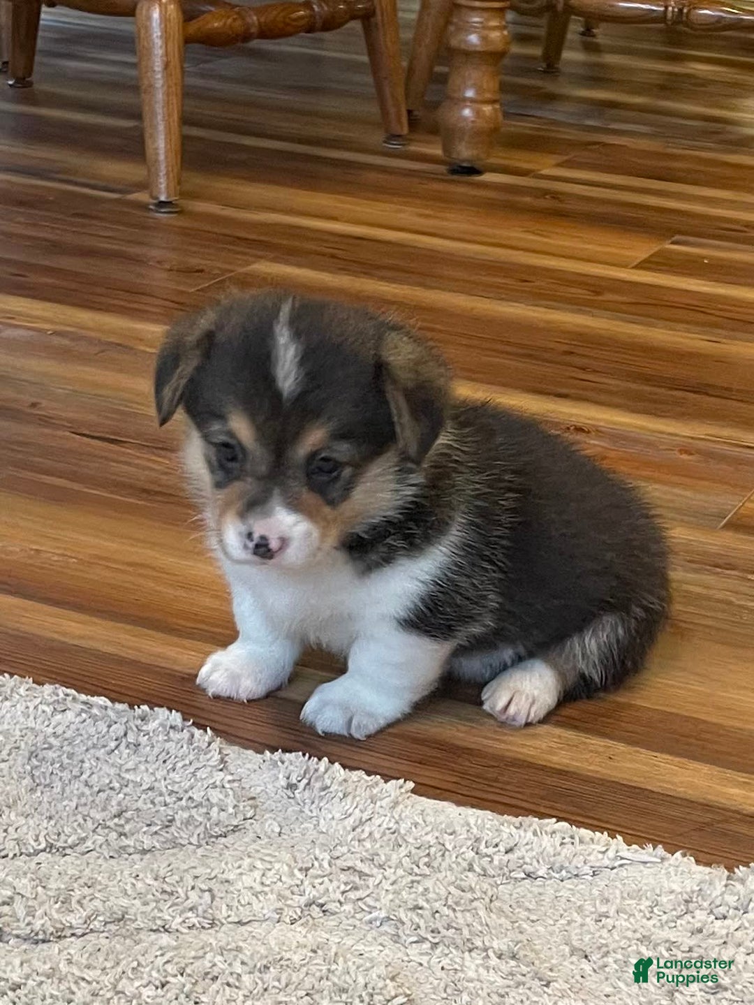 Welsh Corgi Pembroke dogs for sale: Mitzy - Image 7