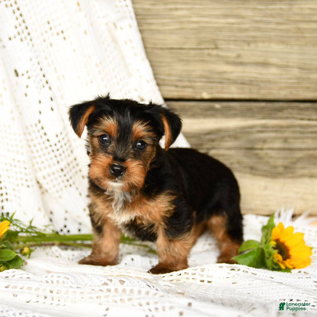 Yorkshire Terrier dogs for sale: London - Image 5