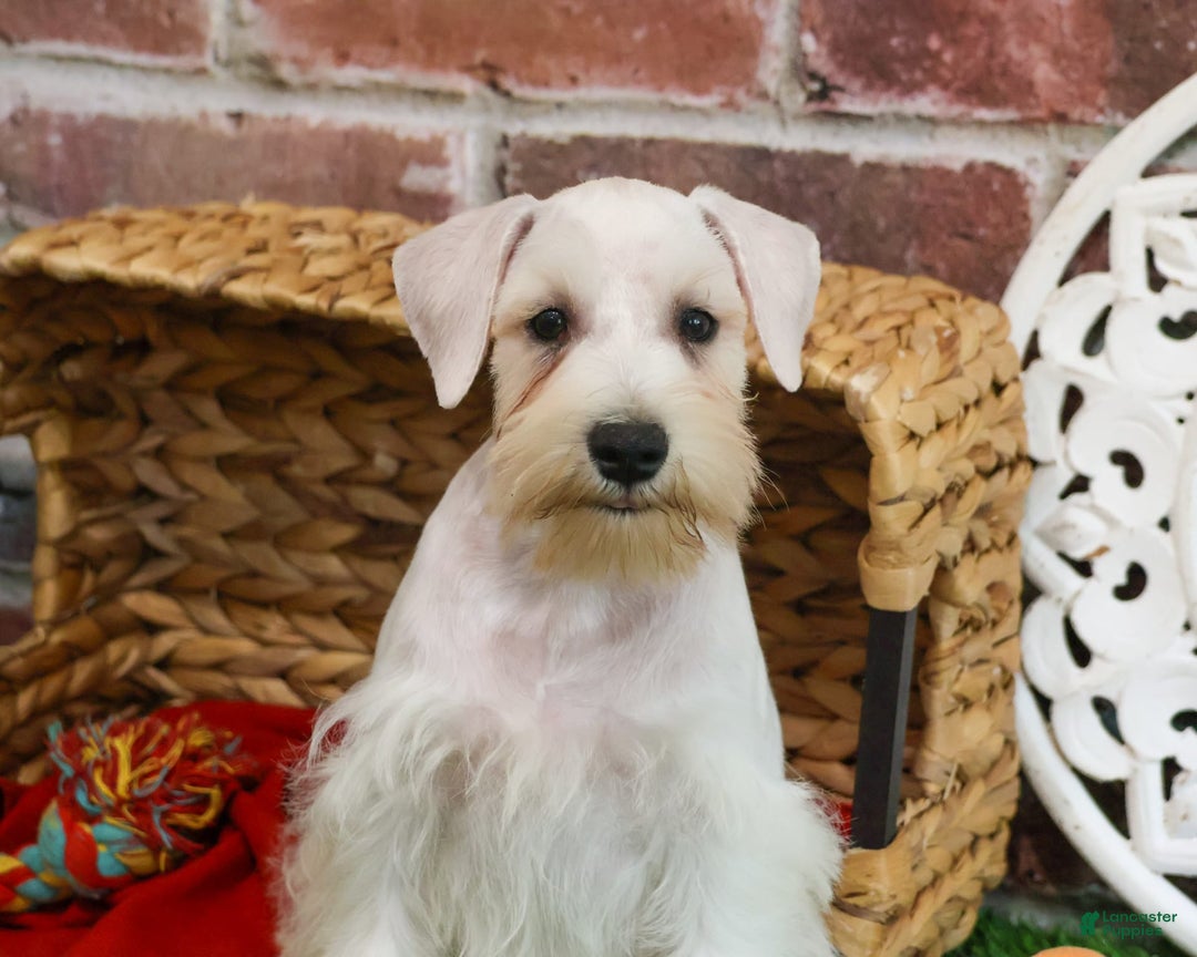 Miniature Schnauzer dogs for sale: Charles - Image 8