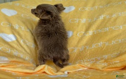 Chihuahua dogs for sale: Tobias Lavender Long Coat - Image 46