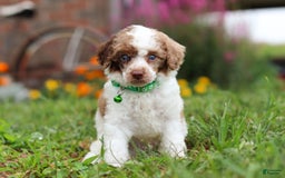Miniature Poodle dogs for sale: Biscuit - Image 4