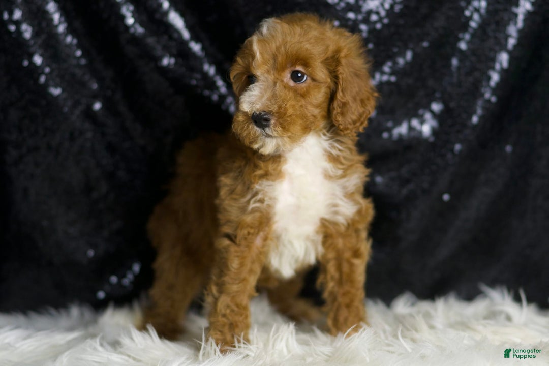 Mini Goldendoodle dogs for sale: Flashy - Image 5