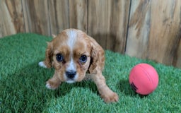 Cavalier King Charles Spaniel dogs for sale: Lucy Girl 2 - Image 5