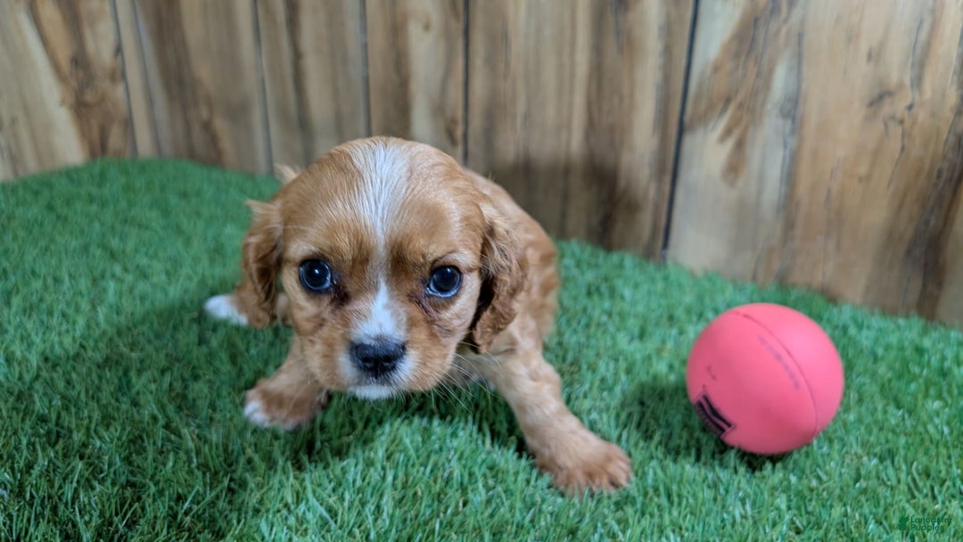 Cavalier King Charles Spaniel dogs for sale: Lucy Girl 2 - Image 5
