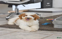 Goldendoodle dogs for sale: Scout - Image 1