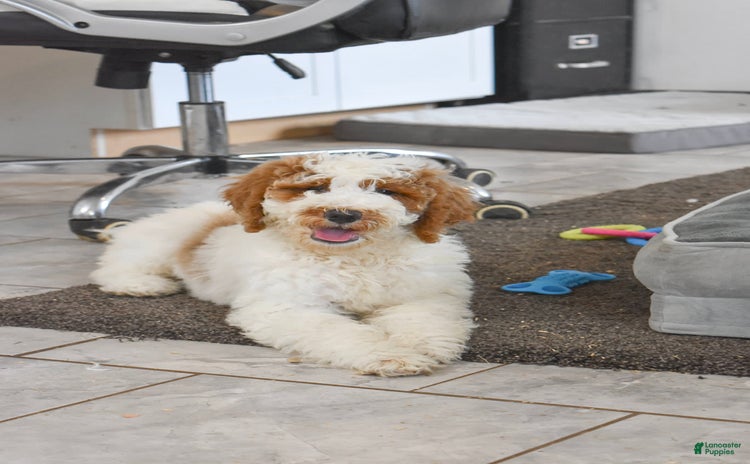 Goldendoodle dogs for sale - Ad 2