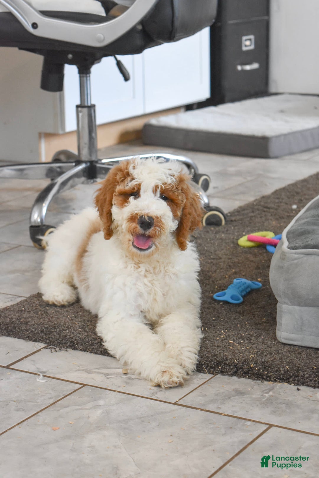 Goldendoodle dogs for sale: Scout - Image 1