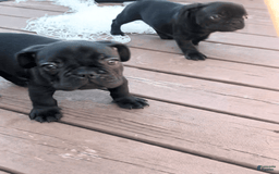 French Bulldog dogs for sale: Ty - Image 3