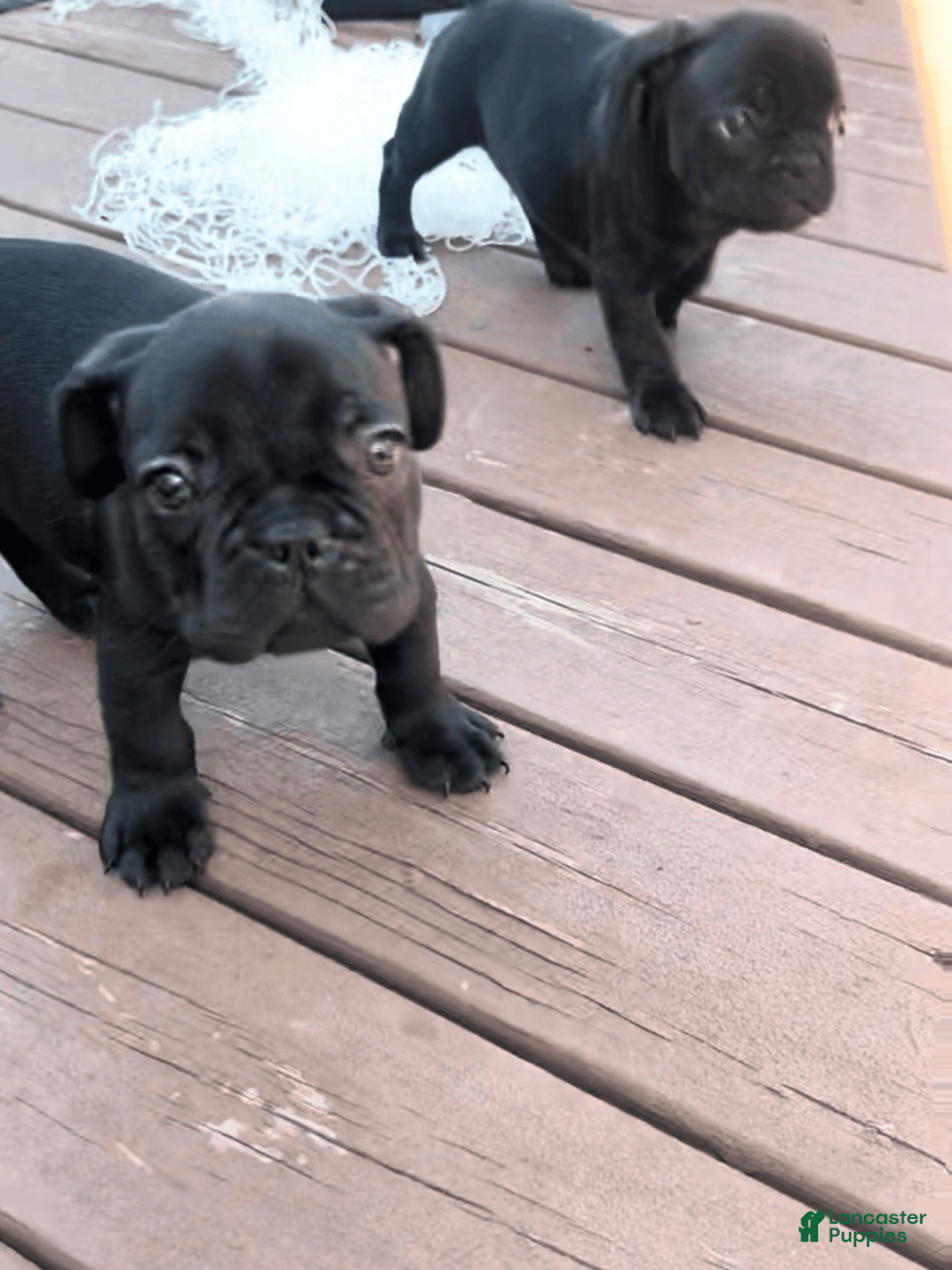 French Bulldog dogs for sale: Ty - Image 3