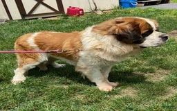 Saint Bernard dogs for sale: Holly - Image 16